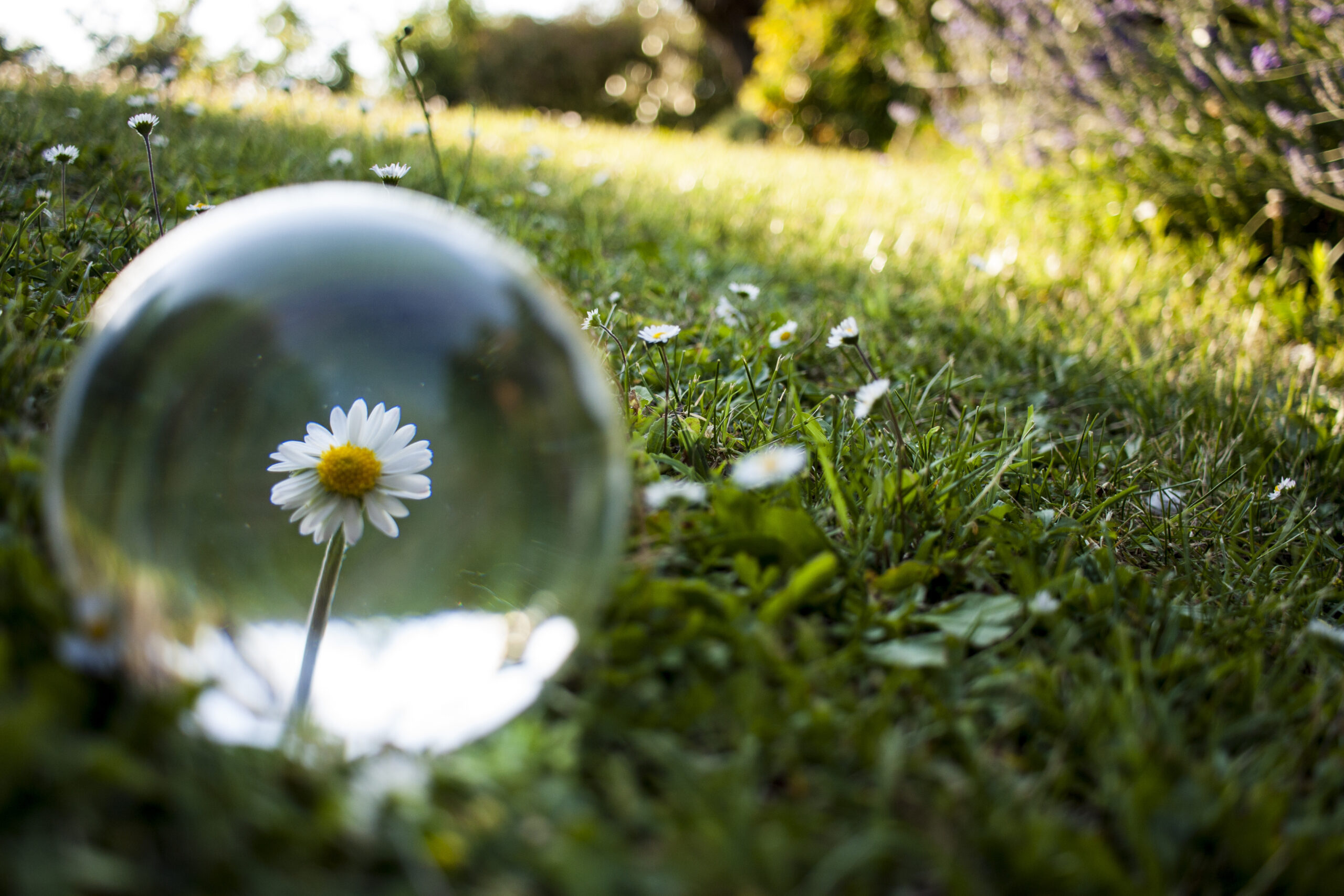 Daisy reflected in crystal ball on grassy field