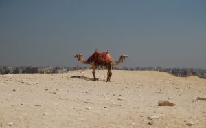 Camel with ornate saddle resting on a sandy plateau overlooking Giza.