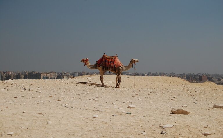 Camel with ornate saddle resting on a sandy plateau overlooking Giza.