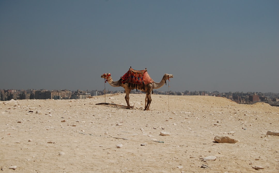 Camel with ornate saddle resting on a sandy plateau overlooking Giza.